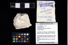 Foto (Objekt + Etikett) von Cycloprosopon sp.  (NHMW-GEO-2017-0089-0004)
